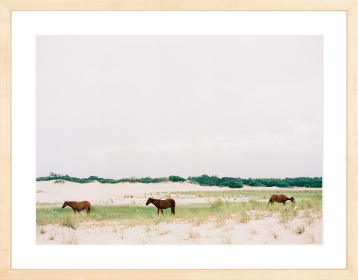 Horses of Corolla
