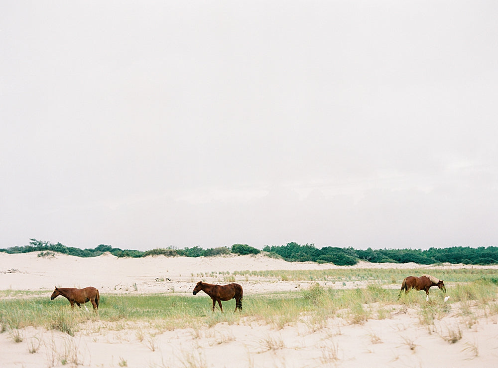 Horses of Corolla