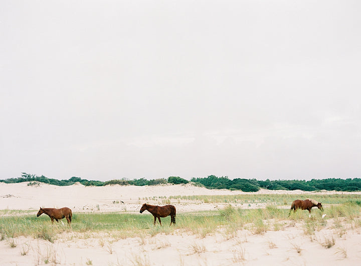 Horses of Corolla