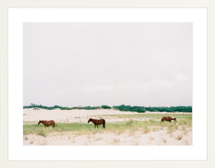 Horses of Corolla