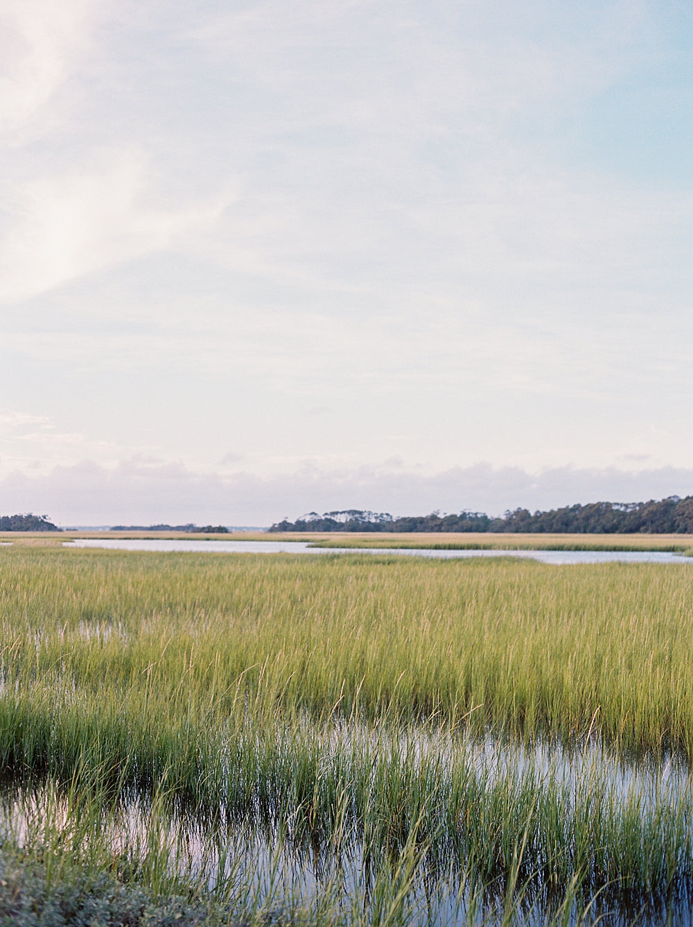 Into the Marsh