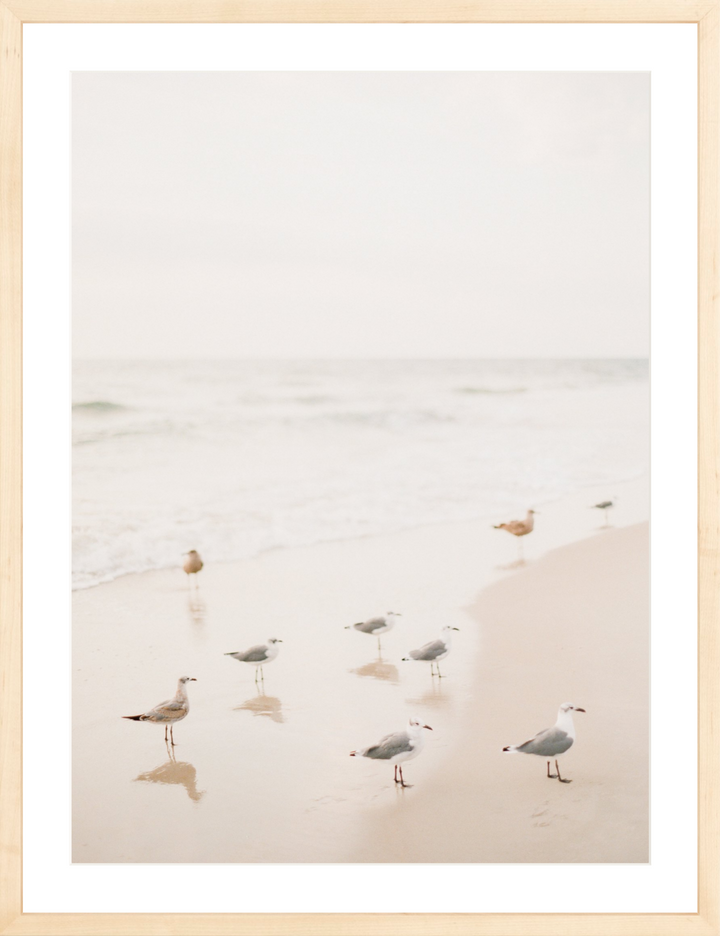 Salty Seagulls III