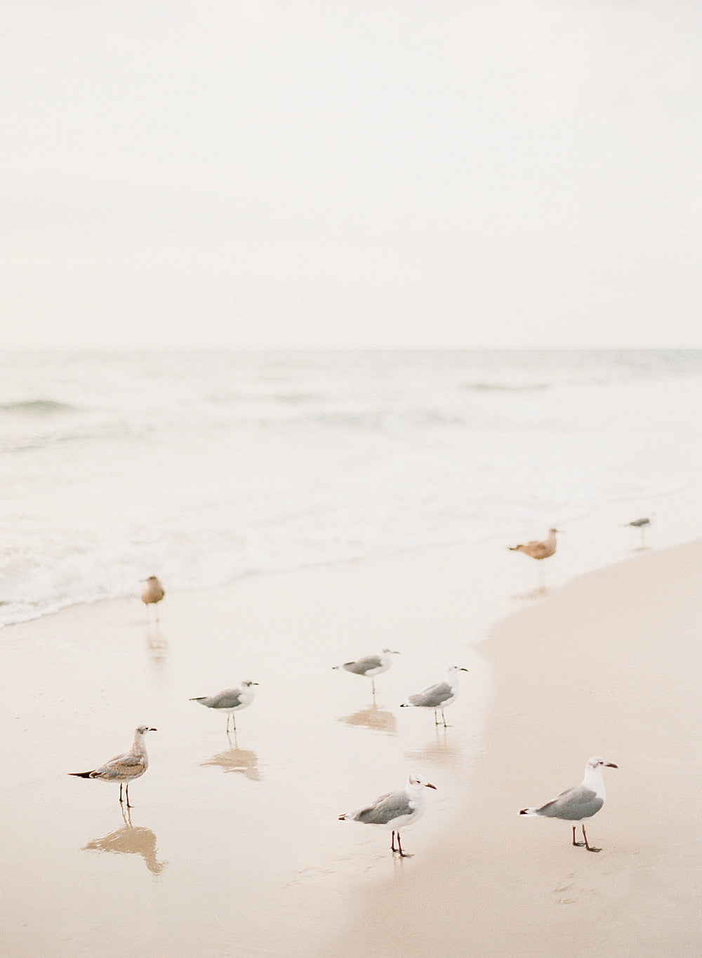 Salty Seagulls III
