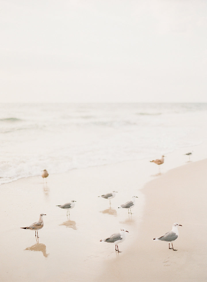 Salty Seagulls III