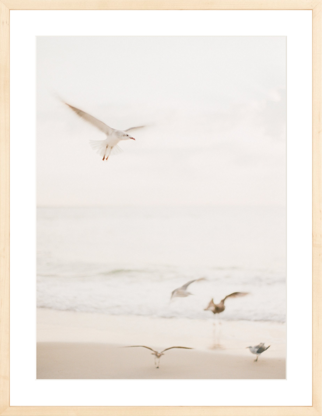 Salty Seagulls II