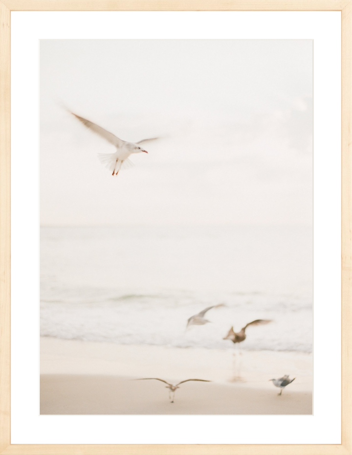 Salty Seagulls II