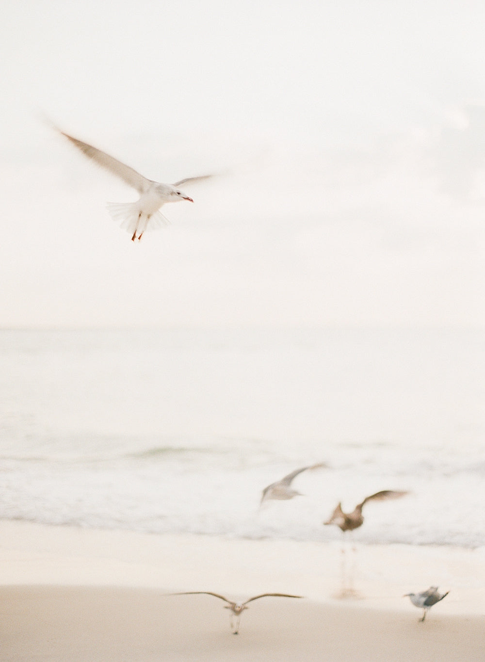 Salty Seagulls II