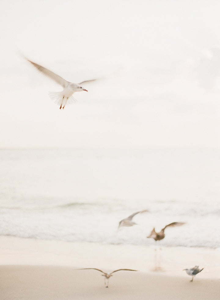 Salty Seagulls II