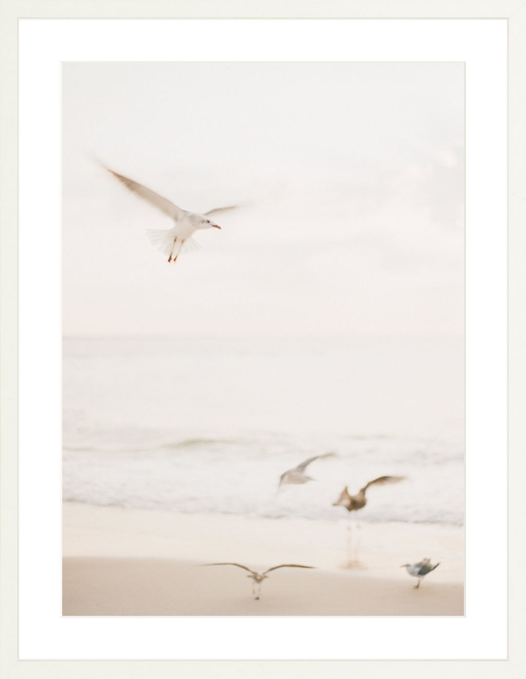 Salty Seagulls II