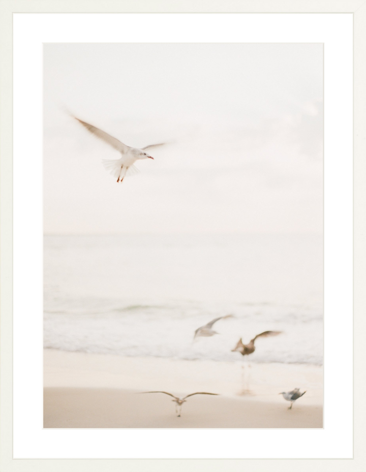 Salty Seagulls II