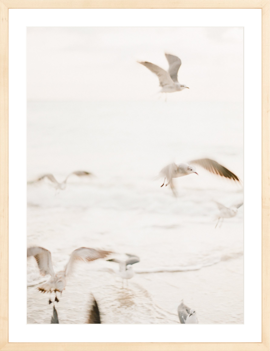 Salty Seagulls