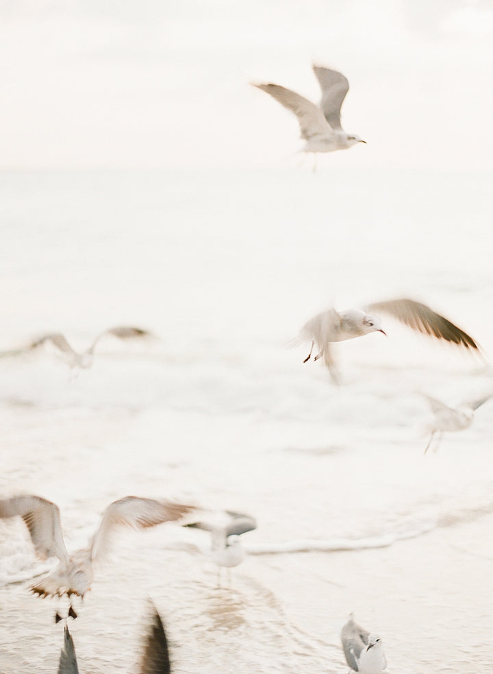 Salty Seagulls