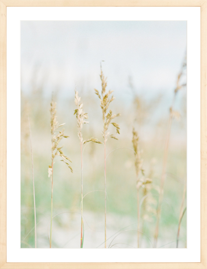 Saltwater Breeze