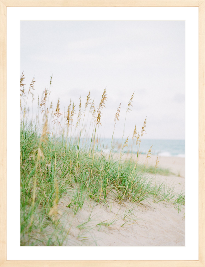 Sea Oats
