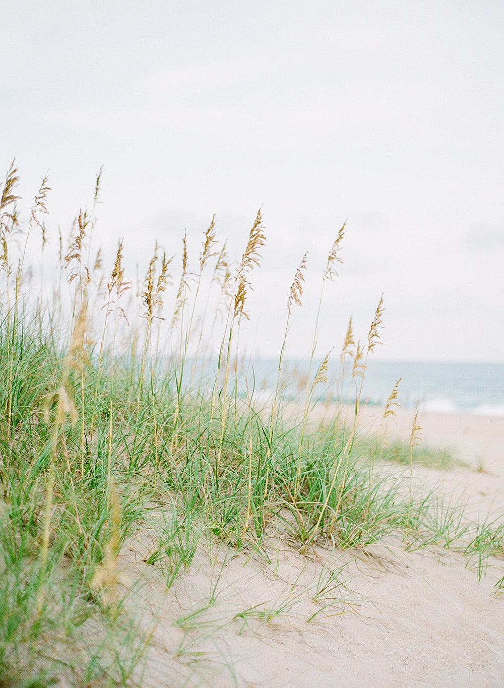 Sea Oats