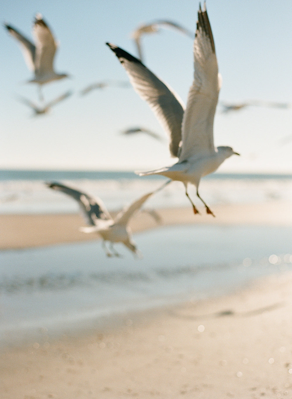 Soar