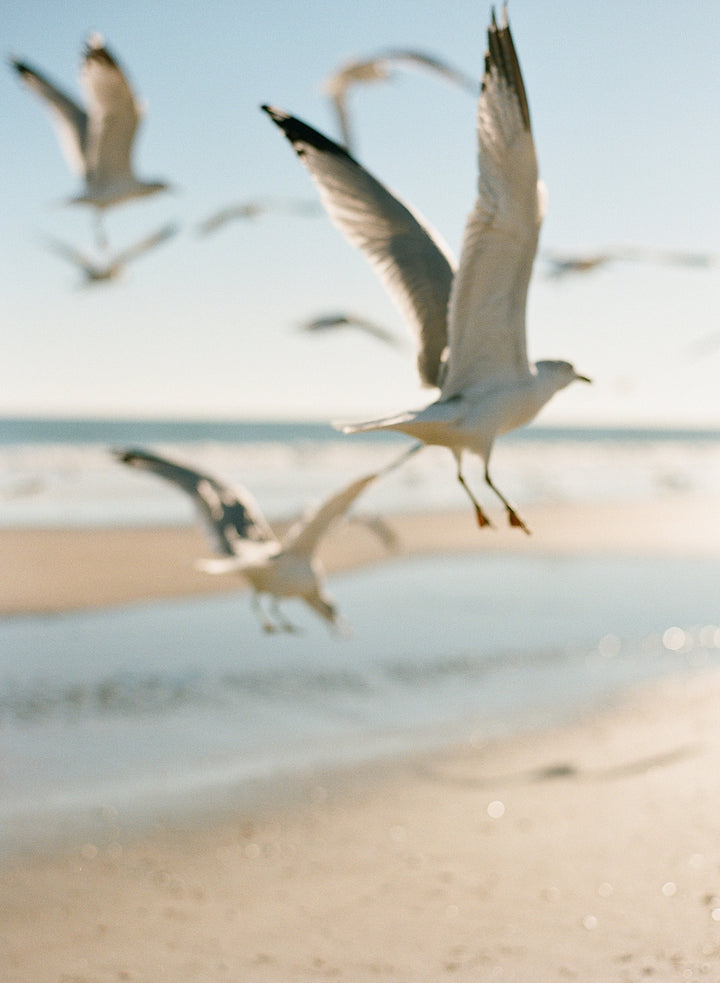 Soar
