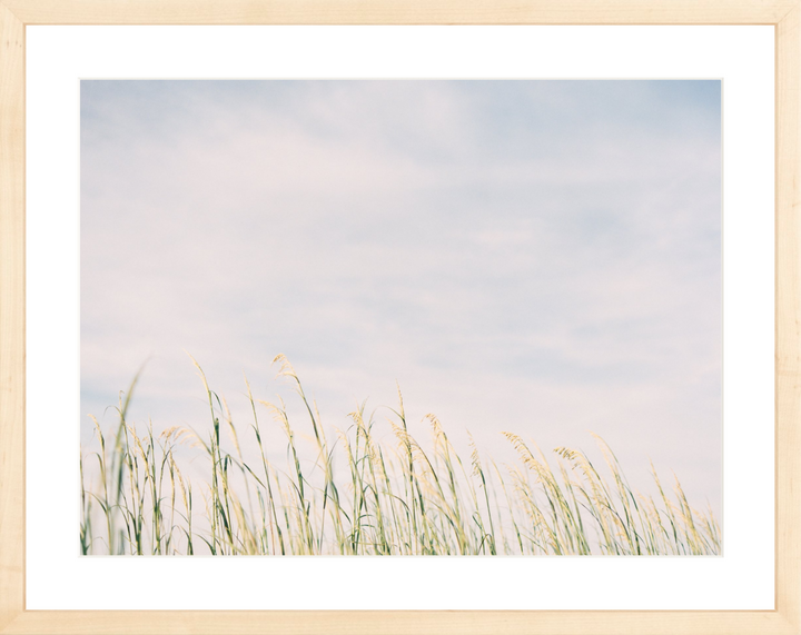 Sun-kissed Sea Oats