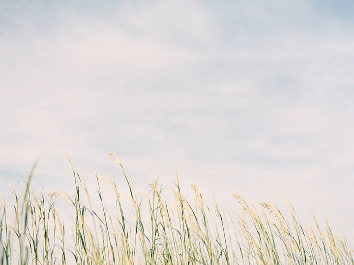 Sun-kissed Sea Oats