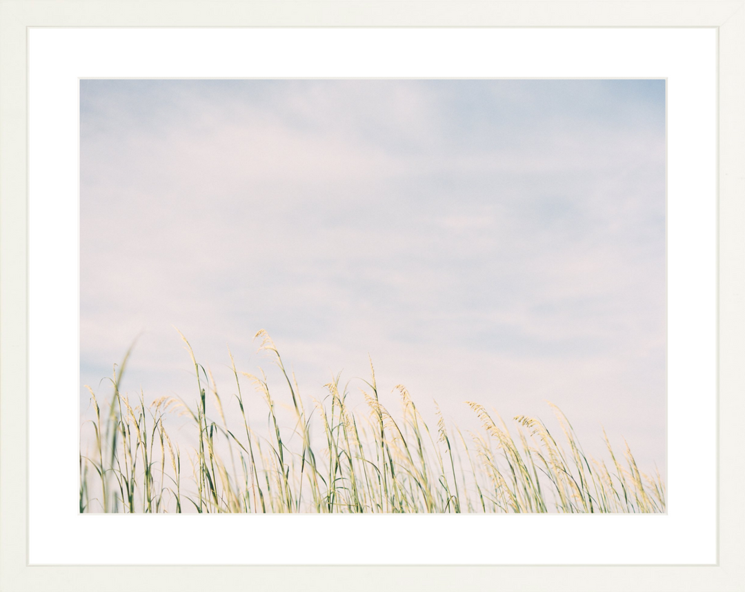 Sun-kissed Sea Oats